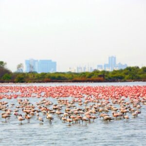 Photo of Flamingos in Mumbai